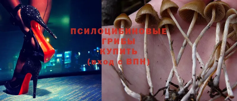 закладки  Мамоново  Псилоцибиновые грибы MAGIC MUSHROOMS 